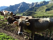 15 Mucche di traverso sul sentiero